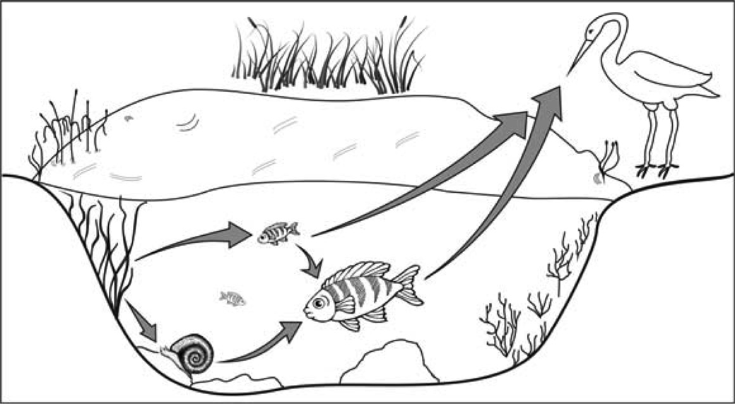 Desenho de uma lagoa em corte, com plantas aquáticas nas margens, um caramujo no fundo à esquerda, um peixe pequeno e um peixe grande no meio e uma ave pernalta parada na margem direita. Setas indicam o fluxo de energia: das plantas para o peixe pequeno e para o caramujo; do peixe pequeno e do caramujo para o peixe grande; do peixe pequeno e do peixe grande para a ave.
