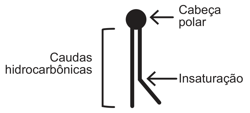 Representação de um fosfolipídio: um círculo preto no alto, indicado por uma seta com o rótulo “Cabeça polar”, do qual descem duas hastes paralelas, abrangidas por um colchete com o rótulo “Caudas hidrocarbônicas”. A haste da esquerda é reta; a da direita tem uma dobra para o lado, mais ou menos na metade do comprimento, indicada por uma seta com o rótulo “Insaturação”.