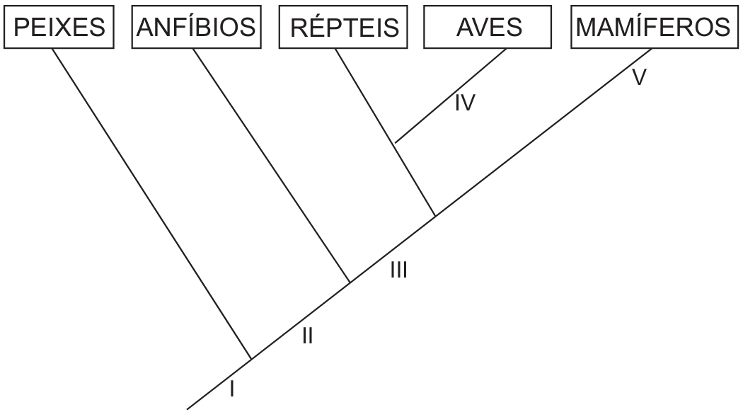 Cladograma dos vertebrados: uma linha principal ascendente da esquerda para a direita, da qual saem ramos para, nesta ordem, PEIXES, ANFÍBIOS, RÉPTEIS, AVES e MAMÍFEROS (nomes em caixas no alto). As marcas em algarismos romanos indicam pontos da árvore: I na base, antes do ramo dos peixes; II entre o ramo dos peixes e o dos anfíbios; III entre o ramo dos anfíbios e o dos répteis; IV no ramo que leva às aves (após a separação dos répteis); V no ramo final que leva aos mamíferos.