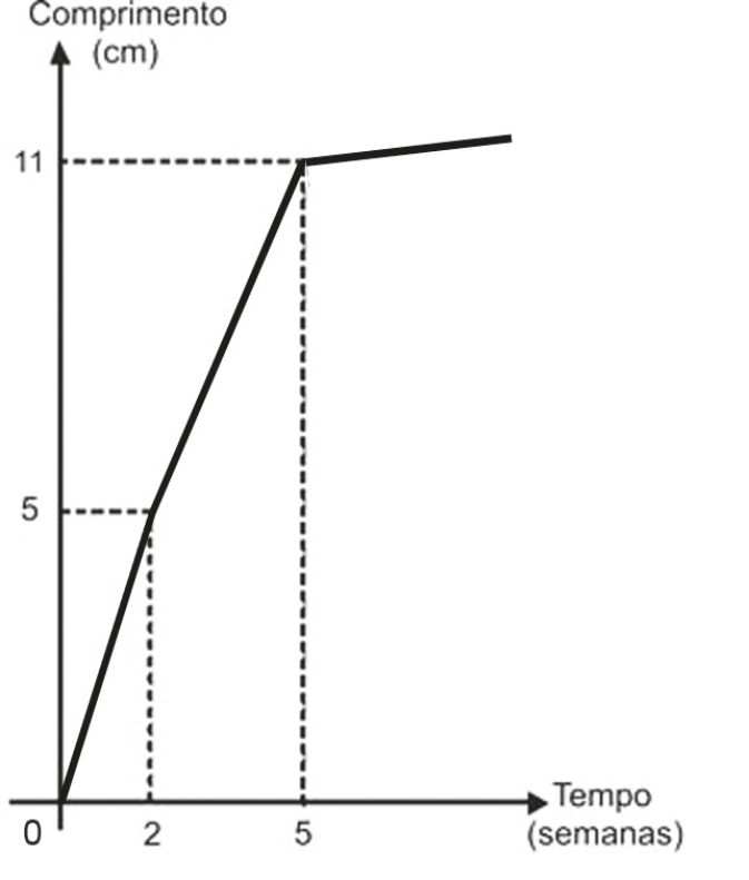 Gráfico de linha com eixo horizontal “Tempo (semanas)” marcado em 0, 2 e 5 e eixo vertical “Comprimento (cm)” marcado em 5 e 11. A linha parte da origem, sobe até 5 cm na semana 2, continua subindo até 11 cm na semana 5 (linhas tracejadas ligam esses pontos aos eixos) e, depois da semana 5, segue quase horizontal, subindo muito pouco.