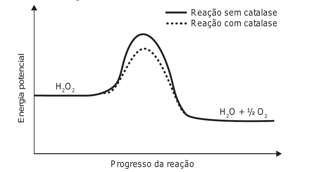 Gráfico da energia potencial em função do progresso da reação, sem escala. Legenda: linha contínua 'Reação sem catalase' e linha tracejada 'Reação com catalase'. As duas curvas partem do mesmo patamar à esquerda, rotulado H₂O₂, sobem formando um pico e descem até um patamar mais baixo à direita, rotulado H₂O + ½ O₂. O pico da curva contínua (sem catalase) é mais alto que o da curva tracejada (com catalase); os patamares inicial e final são os mesmos para as duas.