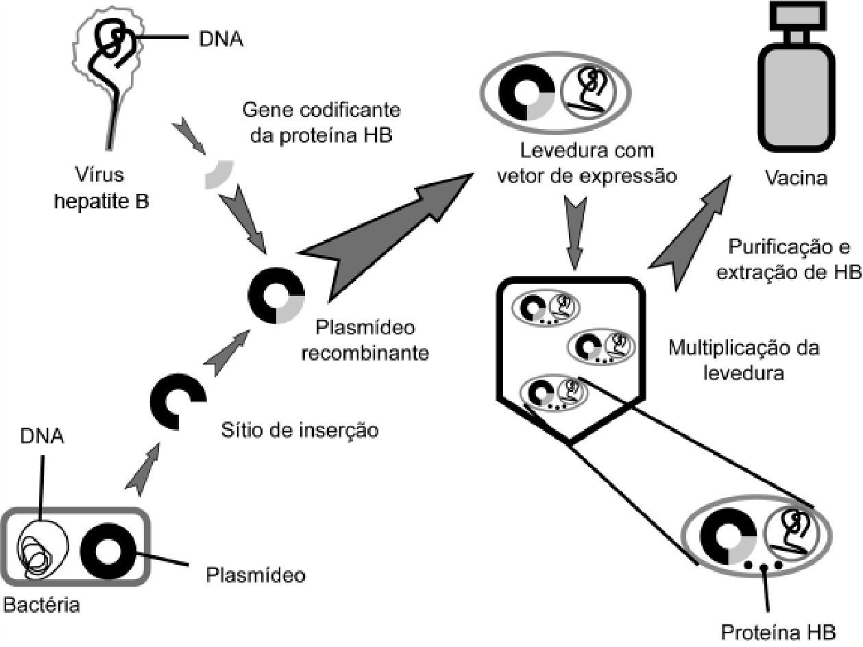 Esquema: do vírus da hepatite B retira-se o gene codificante da proteína HB; de uma bactéria retira-se um plasmídeo, aberto no sítio de inserção; forma-se o plasmídeo recombinante, introduzido em levedura (vetor de expressão); a levedura se multiplica e produz a proteína HB; purificação e extração de HB resultam no frasco de vacina.