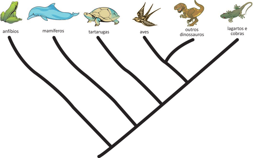 Cladograma com seis ramos terminais, cada um encimado por uma ilustração e por um rótulo, da esquerda para a direita: "anfíbios" (rã), "mamíferos" (golfinho), "tartarugas" (tartaruga), "aves" (ave em voo), "outros dinossauros" (dinossauro bípede) e "lagartos e cobras" (lagarto). Do tronco na base partem, em sequência, o ramo dos anfíbios, depois o dos mamíferos e depois o das tartarugas. O ramo restante divide-se em "lagartos e cobras", de um lado, e, do outro, um nó que se divide em "aves" e "outros dinossauros", unidos entre si por um nó mais recente que o compartilhado com os demais grupos.
