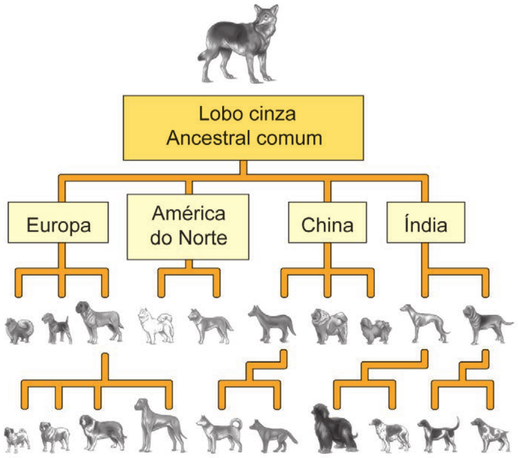 Diagrama em árvore. No topo, a figura de um lobo sobre a caixa “Lobo cinza – Ancestral comum”. Dela partem quatro ramos para as caixas Europa, América do Norte, China e Índia; de cada uma saem ramos com desenhos de raças de cães (dois ou três por região), e de algumas dessas raças partem novos ramos para outras raças de cães na linha de baixo (por exemplo, quatro raças derivadas de uma raça europeia).