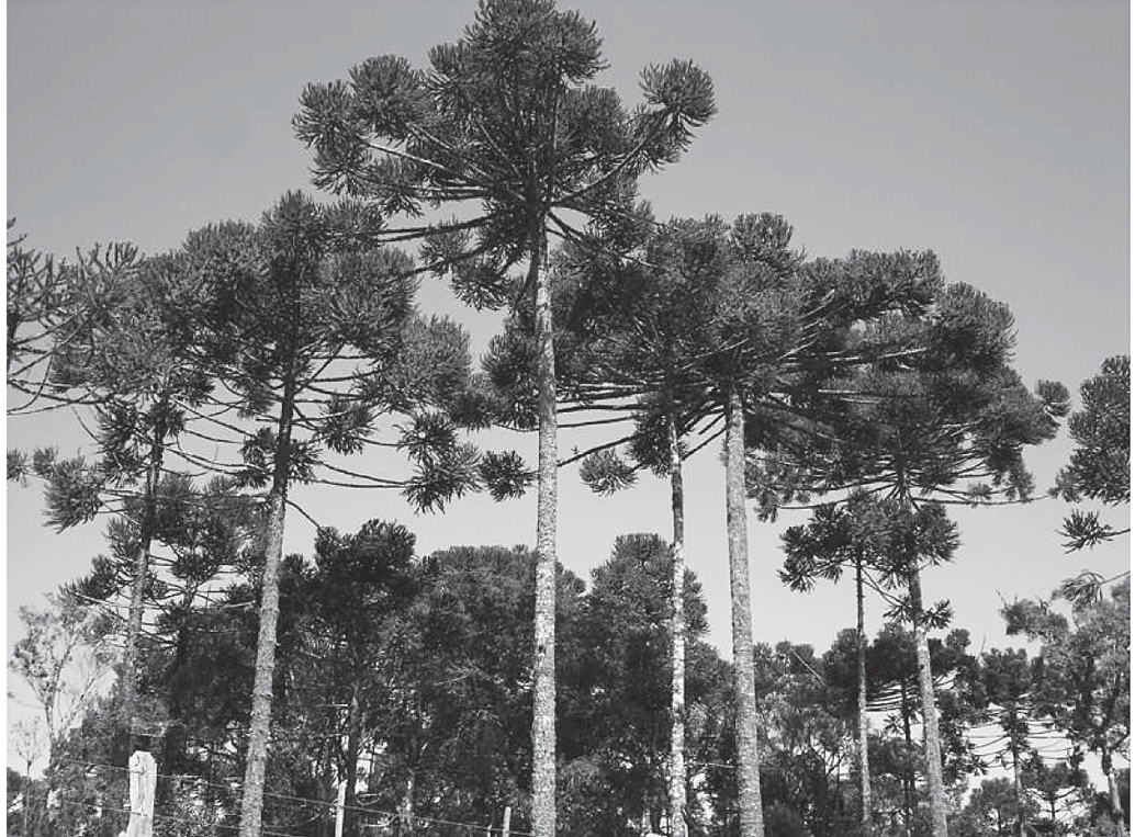 Fotografia em preto e branco de um bosque de araucárias: árvores altas, de tronco reto, com os galhos concentrados no alto formando copas em forma de taça, contra o céu claro; ao fundo, vegetação mais baixa.