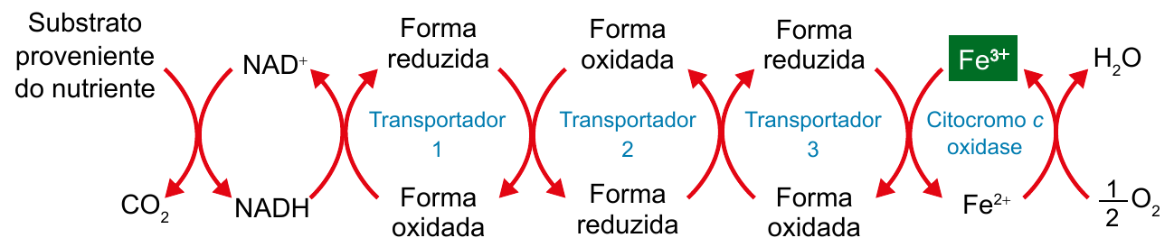 Esquema do fluxo de elétrons do NADH por três transportadores até a citocromo c oxidase, com redução de Fe³⁺ e formação de água.