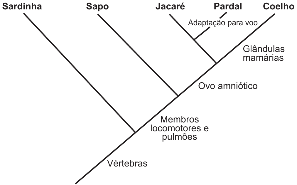 Cladograma com cinco ramos terminais, da esquerda para a direita: Sardinha, Sapo, Jacaré, Pardal e Coelho. Na base do tronco, 'Vértebras'; acima, 'Membros locomotores e pulmões' (após a saída da sardinha); depois 'Ovo amniótico' (após a saída do sapo); em seguida 'Glândulas mamárias' no ramo do coelho e 'Adaptação para voo' no ramo do pardal, que se separa do jacaré no nó mais recente.