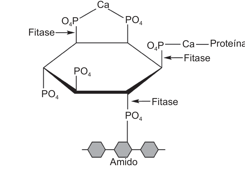 Esquema do fitato: anel de seis carbonos com seis grupos fosfato (PO₄). Dois fosfatos superiores estão ligados a um átomo de Ca; um fosfato à direita está ligado a Ca e, por ele, a uma Proteína; um fosfato inferior está ligado a uma cadeia de Amido (três hexágonos cinza). Três setas rotuladas 'Fitase' apontam para as ligações entre o anel e esses fosfatos ligados a cálcio, proteína e amido.