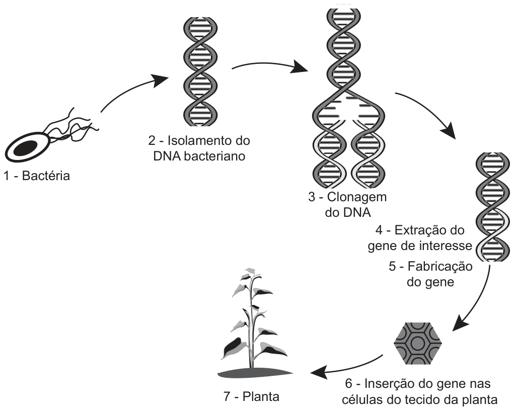 Esquema em sete etapas numeradas: 1 – Bactéria; 2 – Isolamento do DNA bacteriano, representado por uma dupla-hélice; 3 – Clonagem do DNA, com a hélice duplicada; 4 – Extração do gene de interesse; 5 – Fabricação do gene; 6 – Inserção do gene nas células do tecido da planta, representadas por um hexágono; 7 – Planta, com uma muda em um vaso. Setas ligam as etapas em sequência.