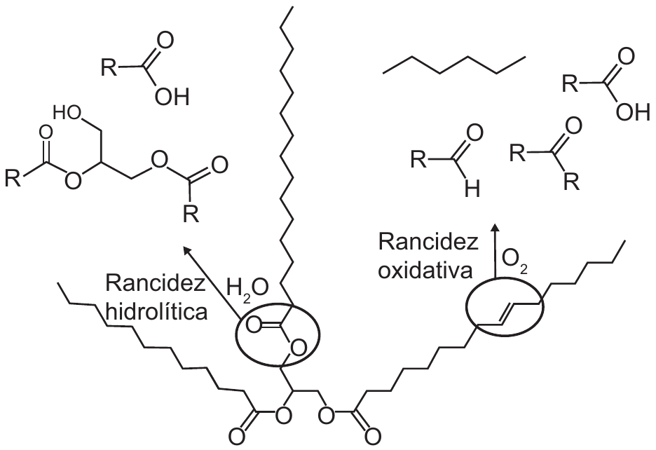 Esquema de degradação de um triacilglicerol (glicerol esterificado com três cadeias de ácidos graxos, uma delas com dupla ligação C=C). Um círculo destaca uma ligação éster com a legenda 'Rancidez hidrolítica' e a entrada de H₂O, apontando para os produtos: ácido carboxílico (R–COOH) e diacilglicerol (glicerol com HO e duas cadeias éster). Outro círculo destaca a dupla ligação com a legenda 'Rancidez oxidativa' e a entrada de O₂, apontando para os produtos: alcano (cadeia em zigue-zague), aldeído (R–CHO), cetona (R–CO–R) e ácido carboxílico (R–COOH).