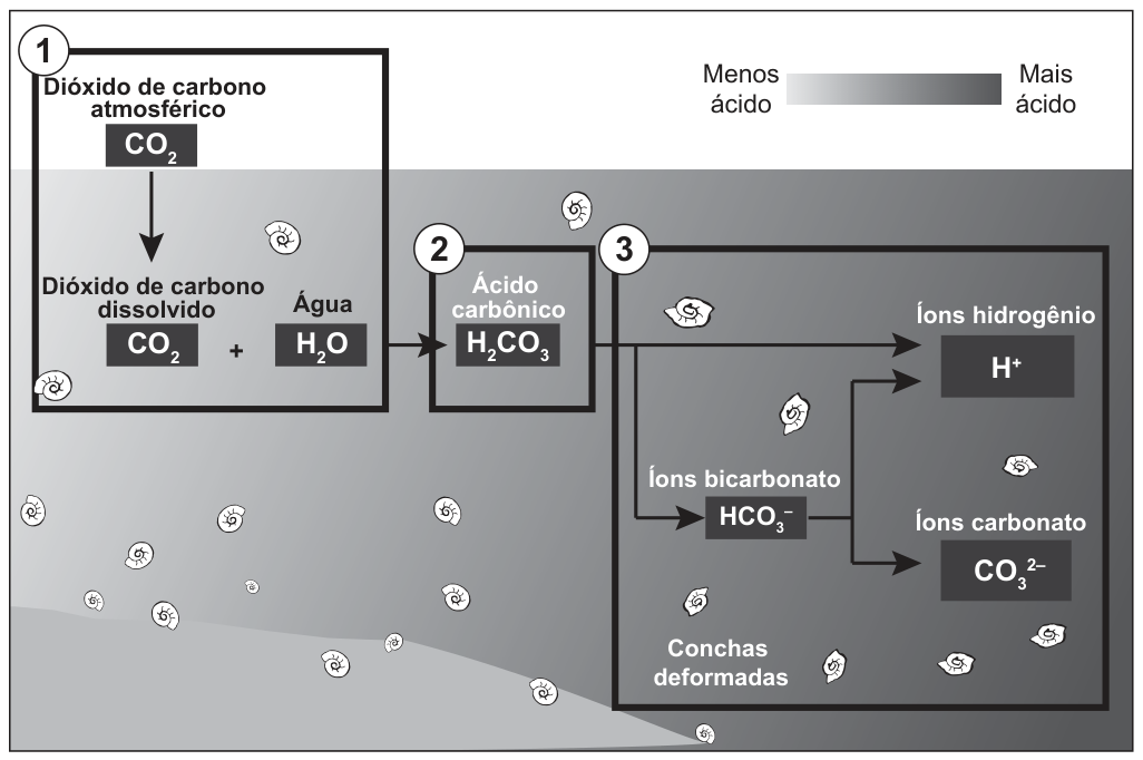Esquema sobre fundo que vai de claro (menos ácido) a escuro (mais ácido). Caixa 1: Dióxido de carbono atmosférico (CO₂), com seta para Dióxido de carbono dissolvido (CO₂) + Água (H₂O). Caixa 2: Ácido carbônico (H₂CO₃). Caixa 3: Íons hidrogênio (H⁺), Íons bicarbonato (HCO₃⁻) e Íons carbonato (CO₃²⁻), ligados por setas; abaixo, a legenda Conchas deformadas, com pequenas conchas desenhadas ao redor.