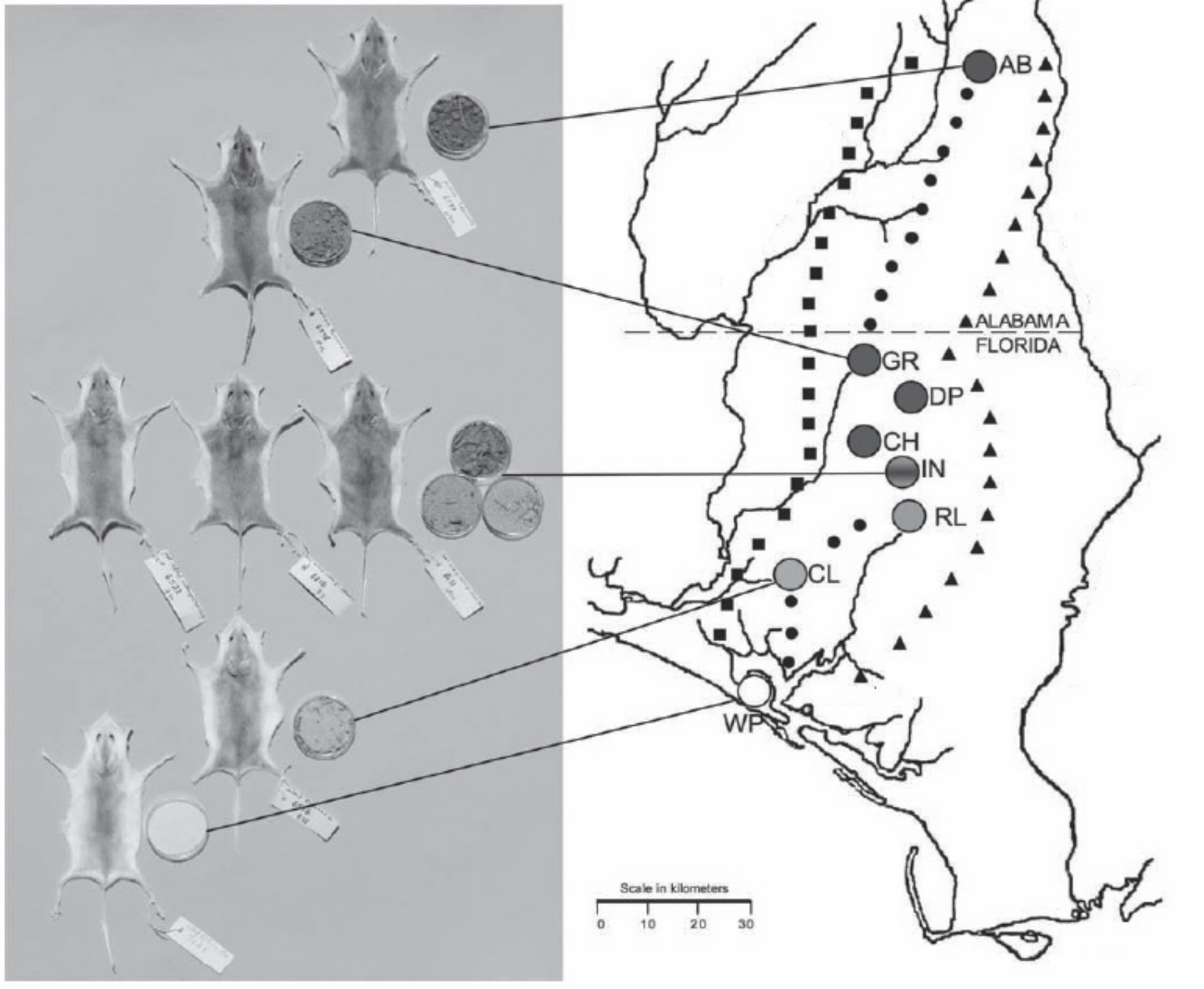 Figura com fotografias de sete ratos com pelagens que vão do escuro ao quase branco, cada um ao lado de uma amostra circular de solo de tom correspondente, ligadas por linhas a pontos em um mapa do noroeste da Flórida e sul do Alabama (localidades AB, GR, DP, CH, IN, RL, CL e WP); os ratos e solos mais escuros ficam ao norte, no interior, e os mais claros ao sul, no litoral. Escala em quilômetros.