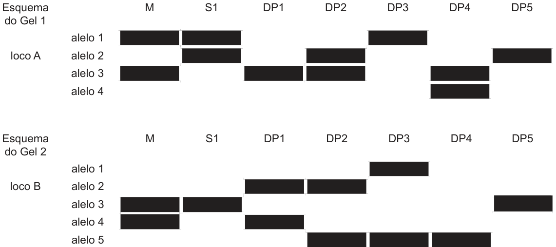 Dois esquemas de gel de eletroforese com colunas M, S1, DP1, DP2, DP3, DP4 e DP5. Gel 1 (loco A), linhas alelo 1 a alelo 4: M tem bandas nos alelos 1 e 3; S1 nos alelos 1 e 2; DP1 no alelo 3; DP2 nos alelos 2 e 3; DP3 no alelo 1; DP4 nos alelos 3 e 4; DP5 no alelo 2. Gel 2 (loco B), linhas alelo 1 a alelo 5: M tem bandas nos alelos 3 e 4; S1 apenas no alelo 3; DP1 nos alelos 2 e 4; DP2 nos alelos 2 e 5; DP3 nos alelos 1 e 5; DP4 no alelo 5; DP5 no alelo 3.