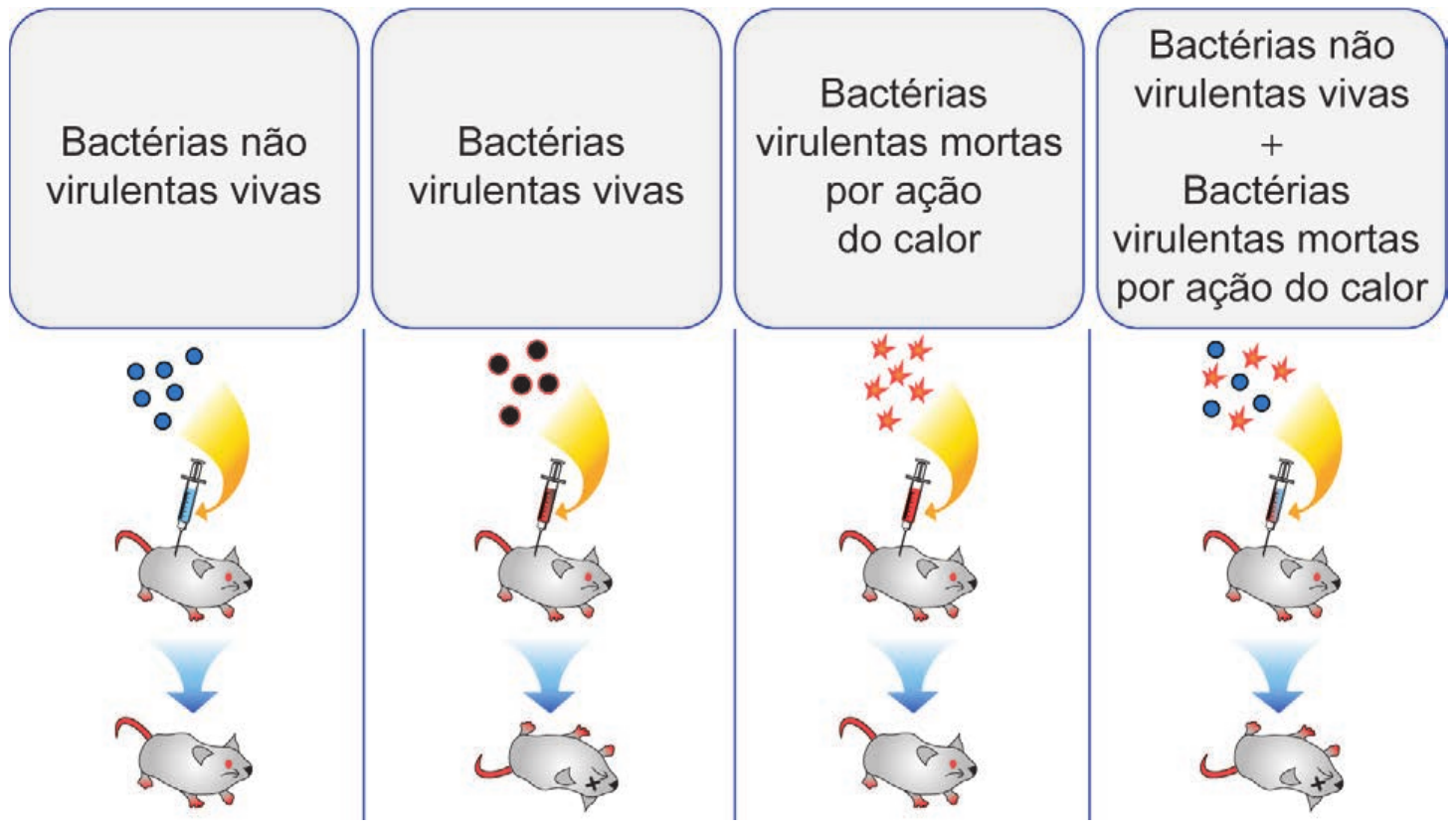 Quatro colunas do experimento de Griffith, cada uma com uma caixa de título, uma seringa injetando em um camundongo e o resultado abaixo. 1) Bactérias não virulentas vivas (pontos azuis): o camundongo sobrevive. 2) Bactérias virulentas vivas (pontos pretos): o camundongo morre. 3) Bactérias virulentas mortas por ação do calor (estrelas vermelhas): o camundongo sobrevive. 4) Bactérias não virulentas vivas + bactérias virulentas mortas por ação do calor (pontos azuis e estrelas vermelhas): o camundongo morre.