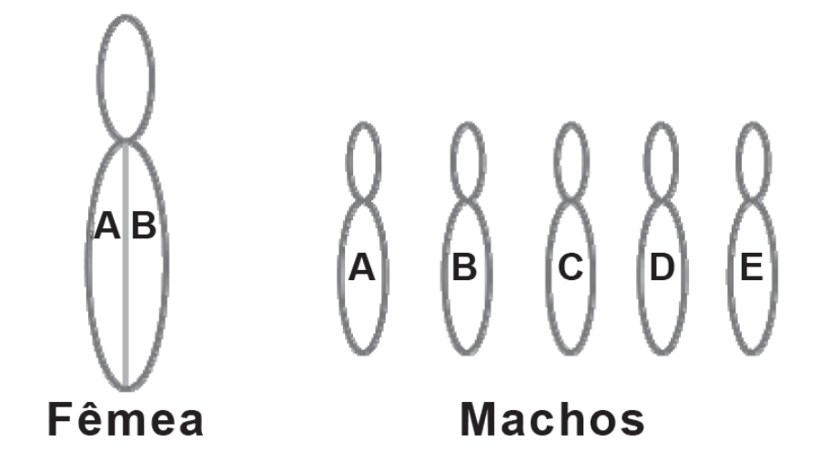 Esquema com cromossomos desenhados como formas ovais alongadas. À esquerda, sob o rótulo “Fêmea”, um par de cromossomos unido com as letras A e B lado a lado, cada uma em um cromossomo do par. À direita, sob o rótulo “Machos”, cinco cromossomos isolados, cada um com uma letra: A, B, C, D e E.