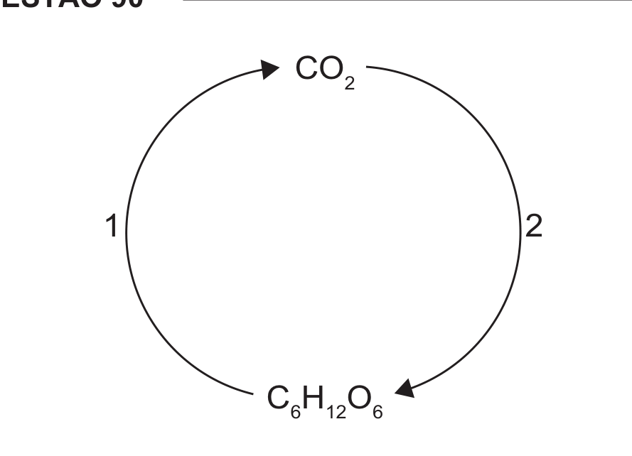 Esquema de um ciclo: no alto, a fórmula CO2; embaixo, a fórmula C6H12O6. Duas setas curvas ligam as fórmulas formando um círculo: a seta da esquerda, marcada com o número 1, vai de C6H12O6 (embaixo) para CO2 (no alto); a seta da direita, marcada com o número 2, vai de CO2 (no alto) para C6H12O6 (embaixo).