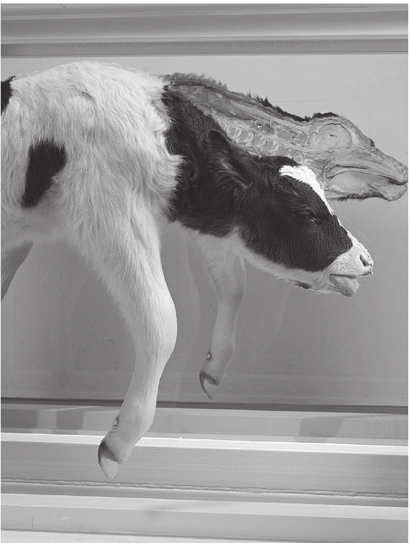 Fotografia de uma obra de arte: dentro de uma vitrine de vidro com moldura de aço, o corpo de um bezerro preto e branco flutua em líquido transparente, seccionado no sentido do comprimento, de modo que a metade de trás mostra o interior do animal; o detalhe enquadra a cabeça e as patas dianteiras.