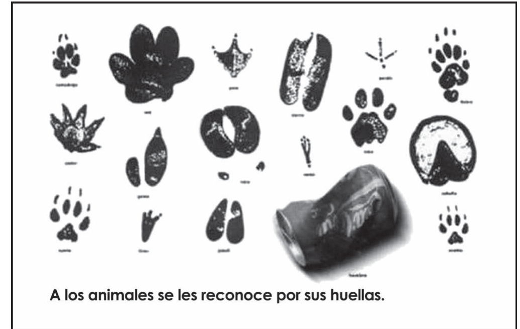 Anúncio em preto e branco dentro de uma moldura: um conjunto de pegadas de diferentes animais, em silhuetas pretas, cada uma com um pequeno nome impresso embaixo (em letras miúdas, ilegíveis na impressão). Entre as pegadas, à direita, a fotografia de uma lata de refrigerante amassada, também com um pequeno rótulo embaixo. Na base do anúncio, em negrito: "A los animales se les reconoce por sus huellas."