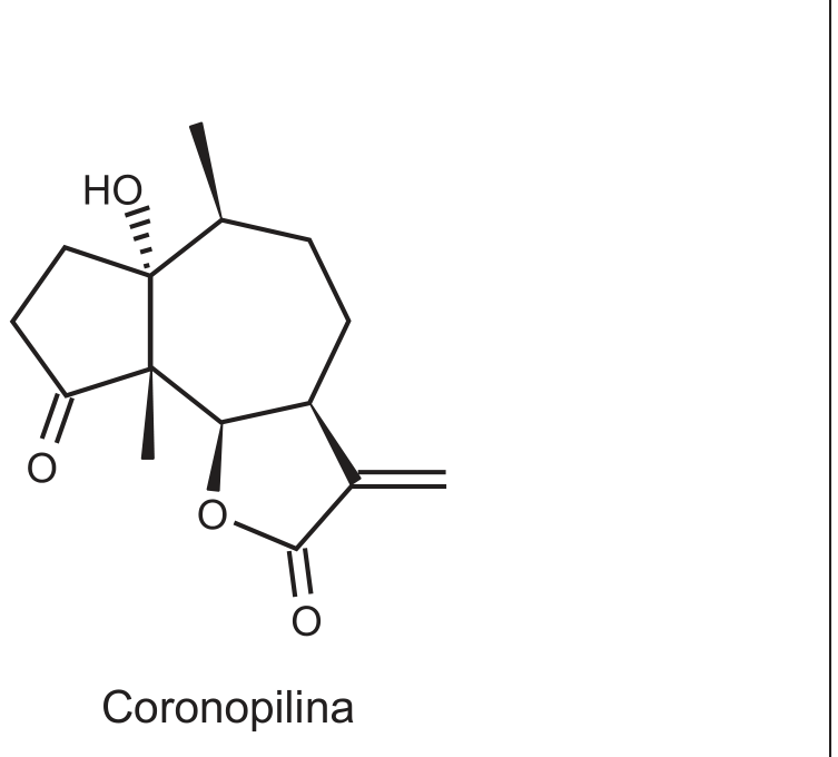 Fórmula estrutural em traços da coronopilina, com o nome escrito abaixo: três anéis fundidos, de cinco, sete e cinco membros, com um grupo HO, dois grupos metila em cunha, um grupo metileno exocíclico e átomos de oxigênio no anel de cinco carbonos da esquerda e no anel de cinco membros da direita.