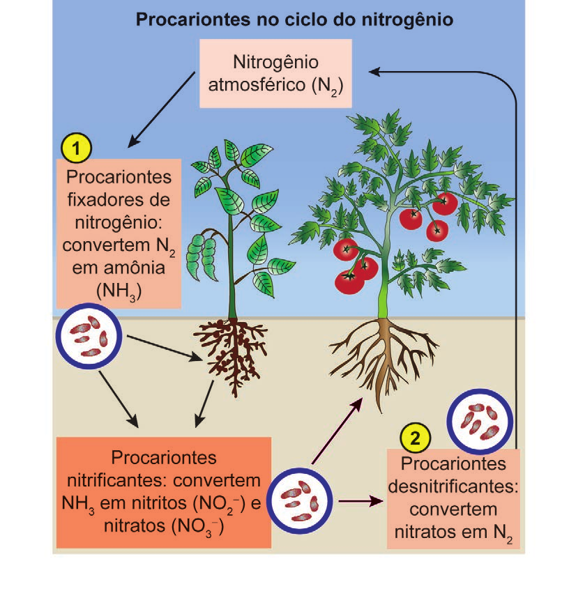 Diagrama do ciclo do nitrogênio com procariontes fixadores, nitrificantes e desnitrificantes, etapas 1 e 2.