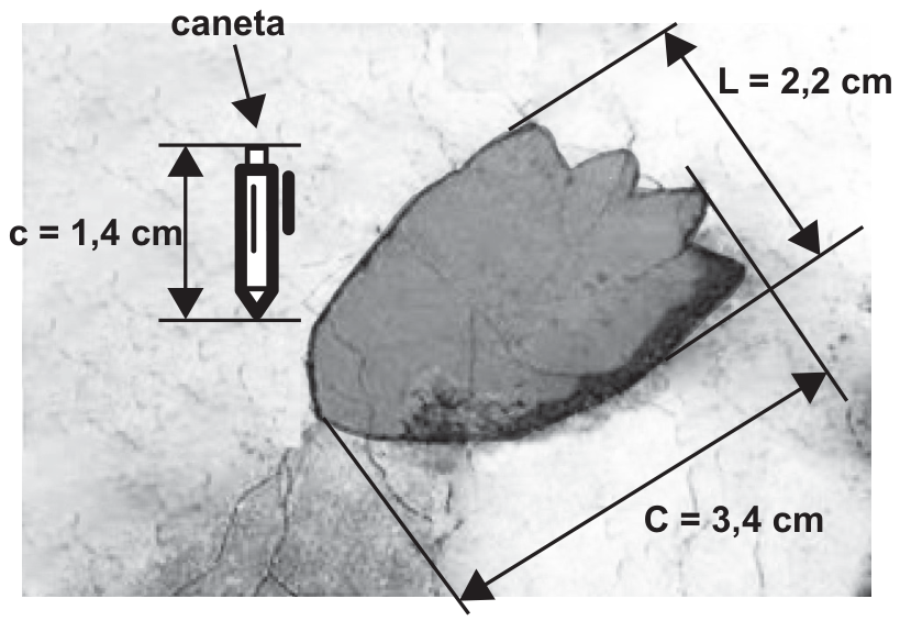 Fotografia de uma pegada ao lado de uma caneta. Na imagem, a caneta tem comprimento c=1,4 cm; a pegada tem largura L=2,2 cm e comprimento C=3,4 cm. Setas indicam as três medidas.