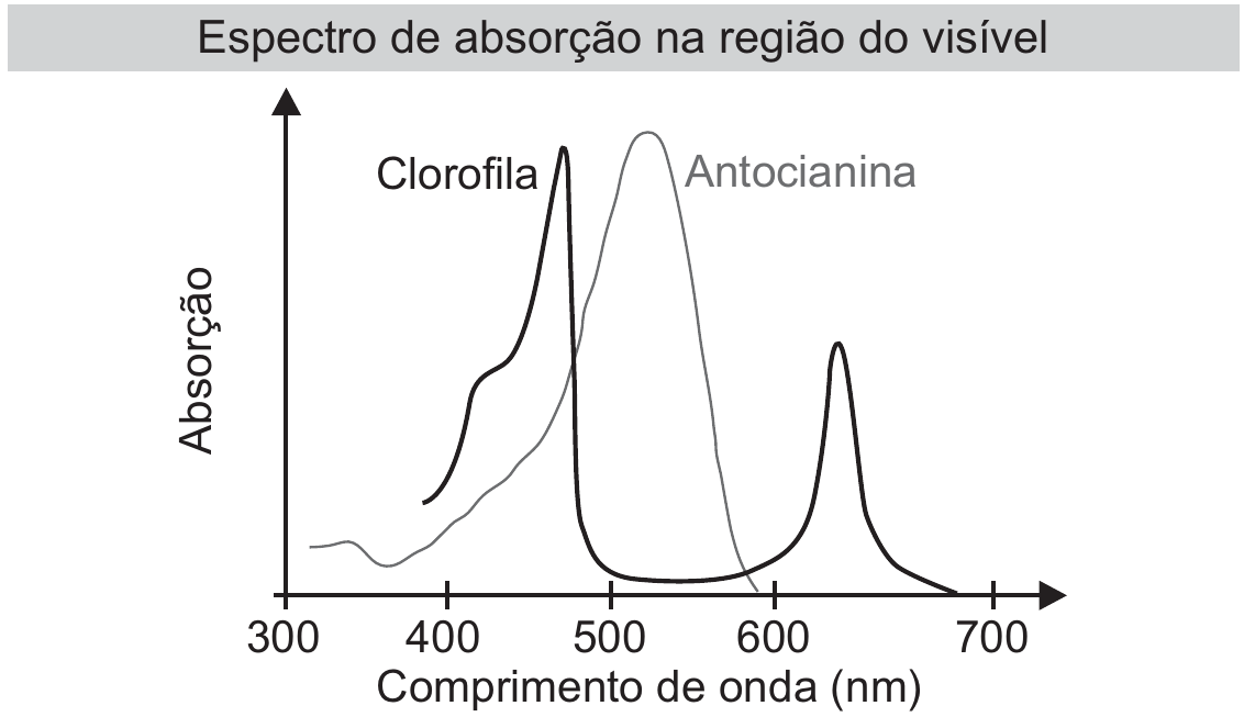 Gráfico “Espectro de absorção na região do visível”: eixo vertical Absorção, eixo horizontal Comprimento de onda (nm) de 300 a 700. A curva da clorofila, em traço grosso, tem um pico por volta de 450–480 nm e outro por volta de 630–650 nm, com absorção quase nula entre 500 e 600 nm. A curva da antocianina, em traço fino, sobe de 400 nm, tem um pico largo perto de 520–540 nm e cai até cerca de 600 nm.