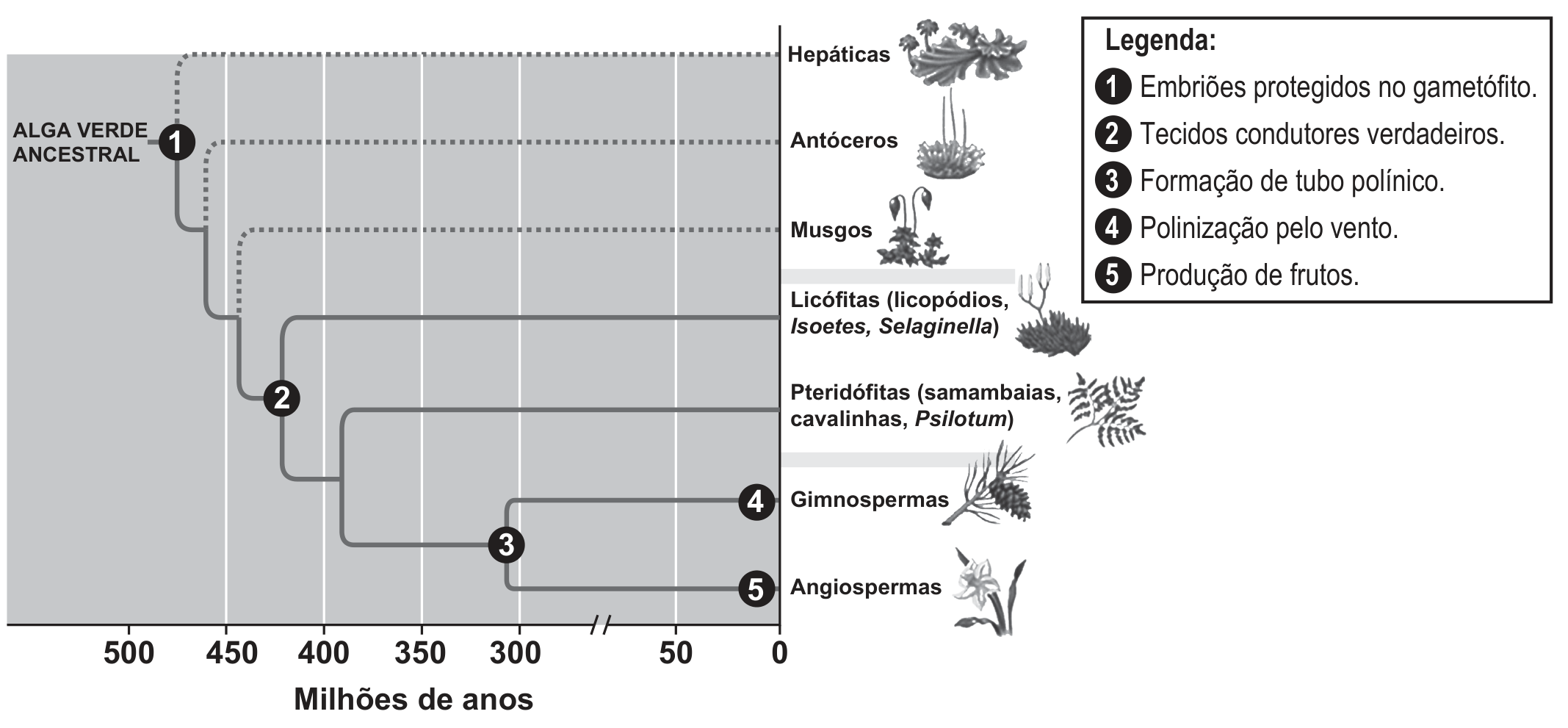 Árvore evolutiva das plantas sobre um eixo horizontal de tempo, em “Milhões de anos”, marcado em 500, 450, 400, 350, 300, 50 e 0, com uma interrupção entre 300 e 50. À esquerda, o rótulo “ALGA VERDE ANCESTRAL”; à direita, de cima para baixo, com um pequeno desenho de cada planta, os grupos: Hepáticas, Antóceros, Musgos (estes três ligados por linhas pontilhadas), Licófitas (licopódios, Isoetes, Selaginella), Pteridófitas (samambaias, cavalinhas, Psilotum), Gimnospermas e Angiospermas (ligados por linhas contínuas). Cinco círculos numerados marcam pontos da árvore: o 1 está na base, logo após a alga verde ancestral, antes de todas as ramificações; o 2 está no ramo que dá origem a Licófitas, Pteridófitas, Gimnospermas e Angiospermas, depois da separação dos Musgos; o 3 está no ramo comum a Gimnospermas e Angiospermas, perto de 300 milhões de anos; o 4 está no fim do ramo das Gimnospermas; o 5 está no fim do ramo das Angiospermas. Um quadro traz a “Legenda: 1 Embriões protegidos no gametófito. 2 Tecidos condutores verdadeiros. 3 Formação de tubo polínico. 4 Polinização pelo vento. 5 Produção de frutos.”