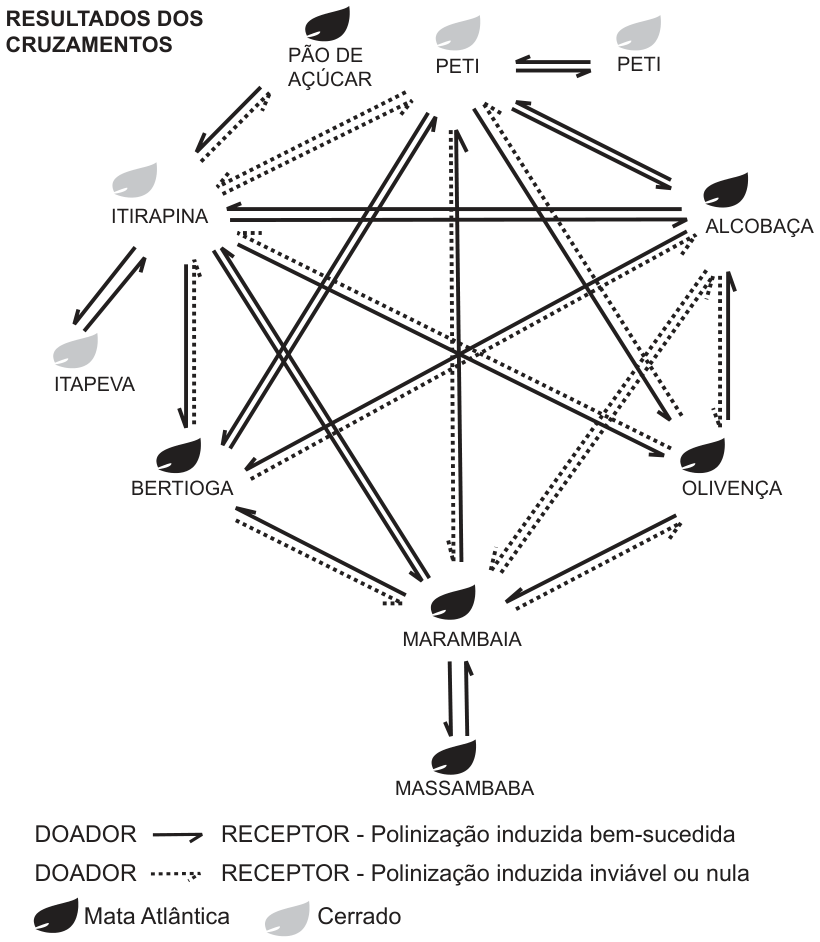 Diagrama 'Resultados dos cruzamentos' com nove populações dispostas em círculo, cada uma com um ícone de folha: escura para Mata Atlântica (Pão de Açúcar, Alcobaça, Bertioga, Olivença, Marambaia, Massambaba) e clara para Cerrado (Peti, Itirapina, Itapeva). Setas ligam os pares de populações nos dois sentidos, do doador de pólen ao receptor: setas contínuas indicam polinização induzida bem-sucedida e setas pontilhadas, polinização inviável ou nula. Entre Itirapina e Peti as setas nos dois sentidos são pontilhadas; entre Alcobaça e Marambaia também são pontilhadas nos dois sentidos. Pares como Marambaia e Massambaba, Itirapina e Itapeva, Bertioga e Marambaia, Alcobaça e Olivença têm setas contínuas nos dois sentidos, e vários pares têm uma seta contínua e outra pontilhada.
