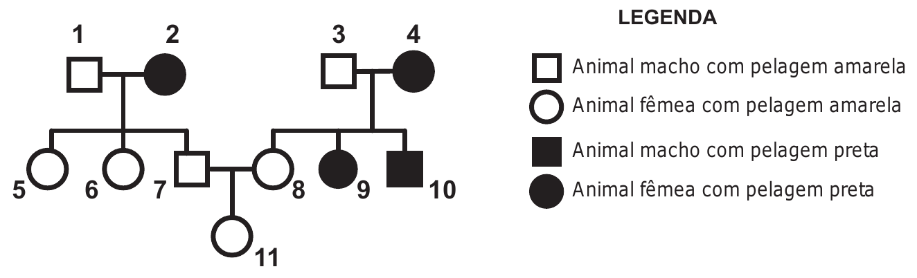 Heredograma de três gerações, com uma legenda ao lado direito.

Primeira geração: o casal 1 (quadrado sem preenchimento) e 2 (círculo preenchido); e o casal 3 (quadrado sem preenchimento) e 4 (círculo preenchido).
Segunda geração: do casal 1 e 2 descem 5 (círculo sem preenchimento), 6 (círculo sem preenchimento) e 7 (quadrado sem preenchimento); do casal 3 e 4 descem 8 (círculo sem preenchimento), 9 (círculo preenchido) e 10 (quadrado preenchido).
Terceira geração: 7 e 8 formam casal e dele desce 11 (círculo sem preenchimento).

LEGENDA
Quadrado sem preenchimento: Animal macho com pelagem amarela
Círculo sem preenchimento: Animal fêmea com pelagem amarela
Quadrado preenchido: Animal macho com pelagem preta
Círculo preenchido: Animal fêmea com pelagem preta