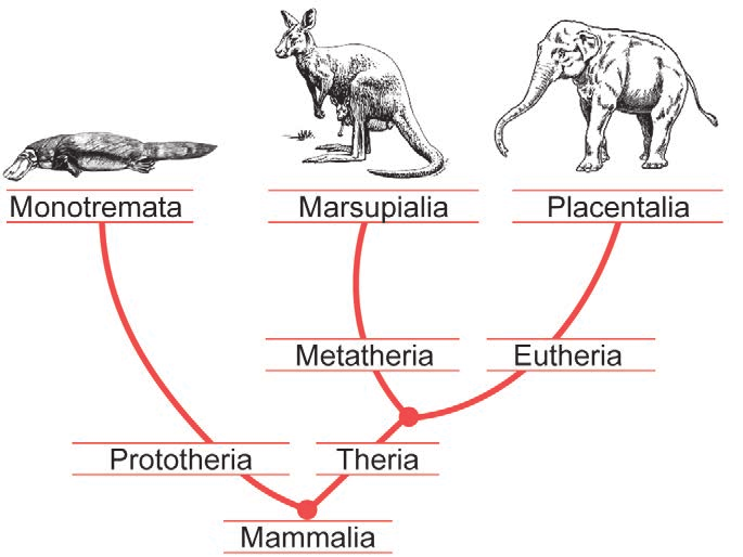 Cladograma de mamíferos monotremados, marsupiais e placentários.