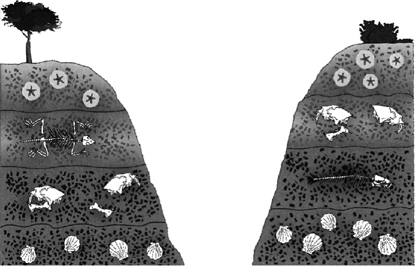 Esquema com dois blocos de terreno em corte, com árvores no topo. Cada bloco mostra várias camadas horizontais de rocha; dentro delas aparecem restos de animais: um esqueleto de dinossauro, ossos, estrelas-do-mar e conchas, em níveis diferentes.
