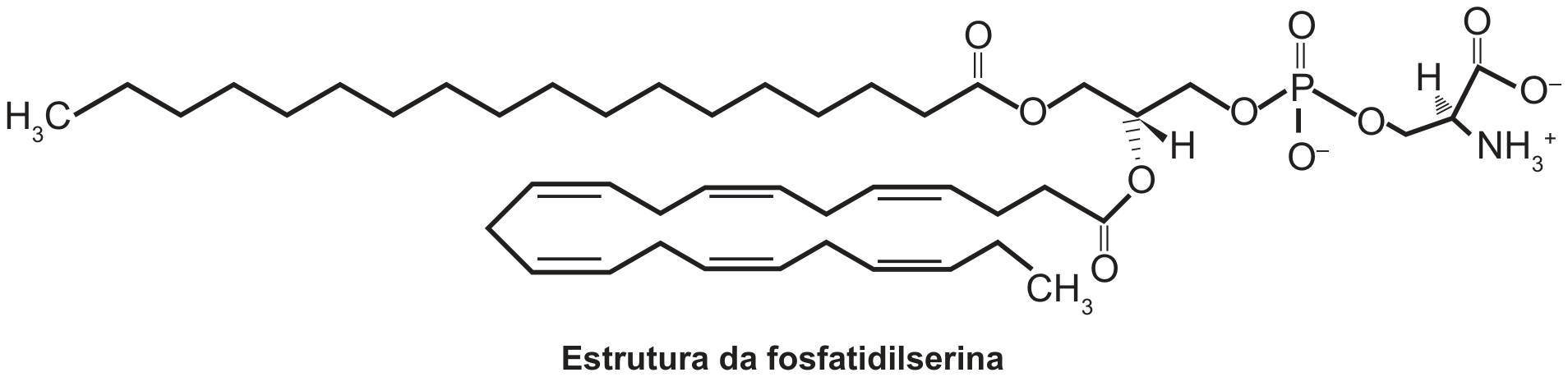 Fórmula estrutural da fosfatidilserina: duas longas cadeias de hidrocarbonetos (uma saturada, começando em H₃C, e outra com várias ligações duplas, terminando em CH₃) ligadas por ésteres a um glicerol; o glicerol se liga a um grupo fosfato com um oxigênio carregado negativamente (O⁻), que por sua vez se liga à serina, com um grupo amônio (NH₃⁺) e um carboxilato (COO⁻). Abaixo, a legenda “Estrutura da fosfatidilserina”.