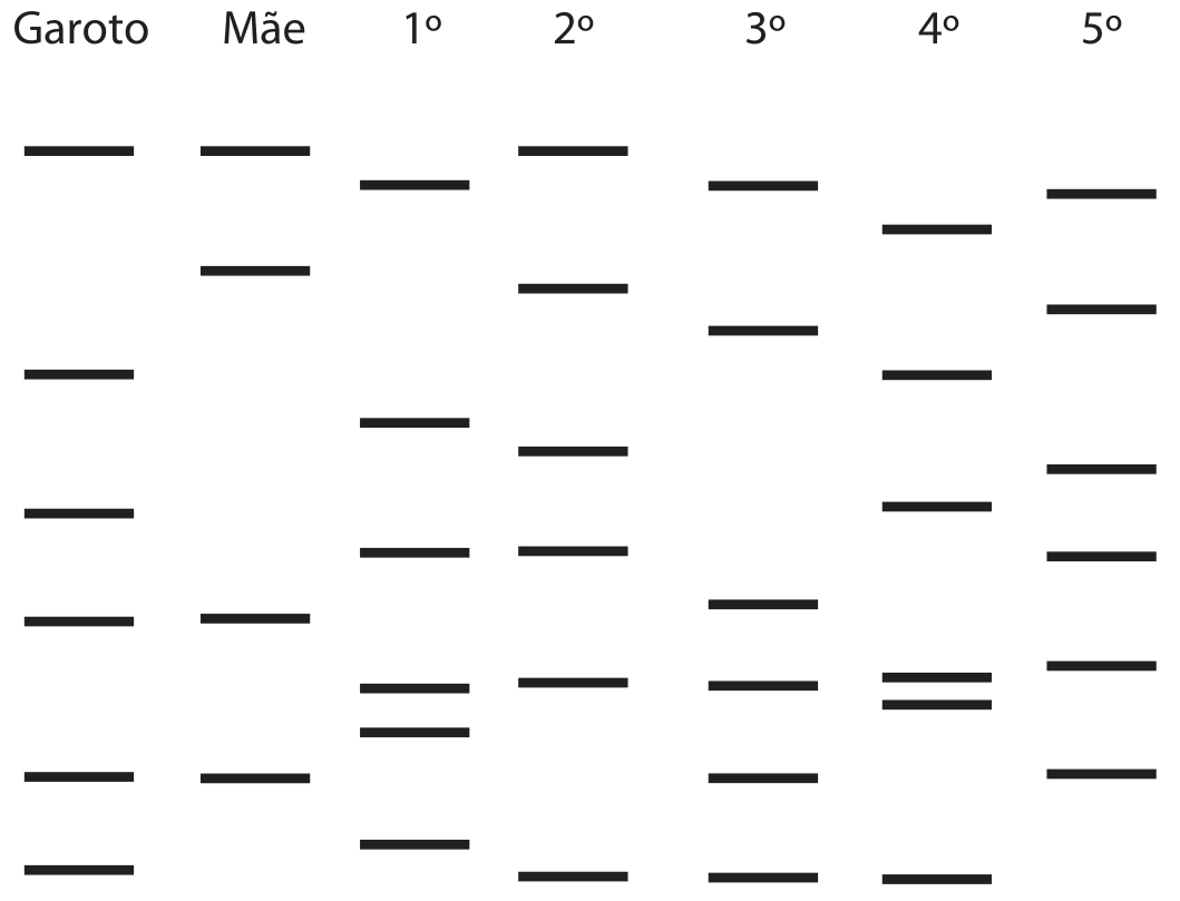 Esquema de um resultado de teste de DNA: sete colunas rotuladas, da esquerda para a direita, “Garoto”, “Mãe”, “1º”, “2º”, “3º”, “4º” e “5º”. Em cada coluna há traços horizontais pretos (bandas de DNA) em diferentes alturas: seis no Garoto, quatro na Mãe e entre cinco e seis em cada um dos cinco voluntários; a comparação se faz pela coincidência das alturas das bandas entre as colunas.