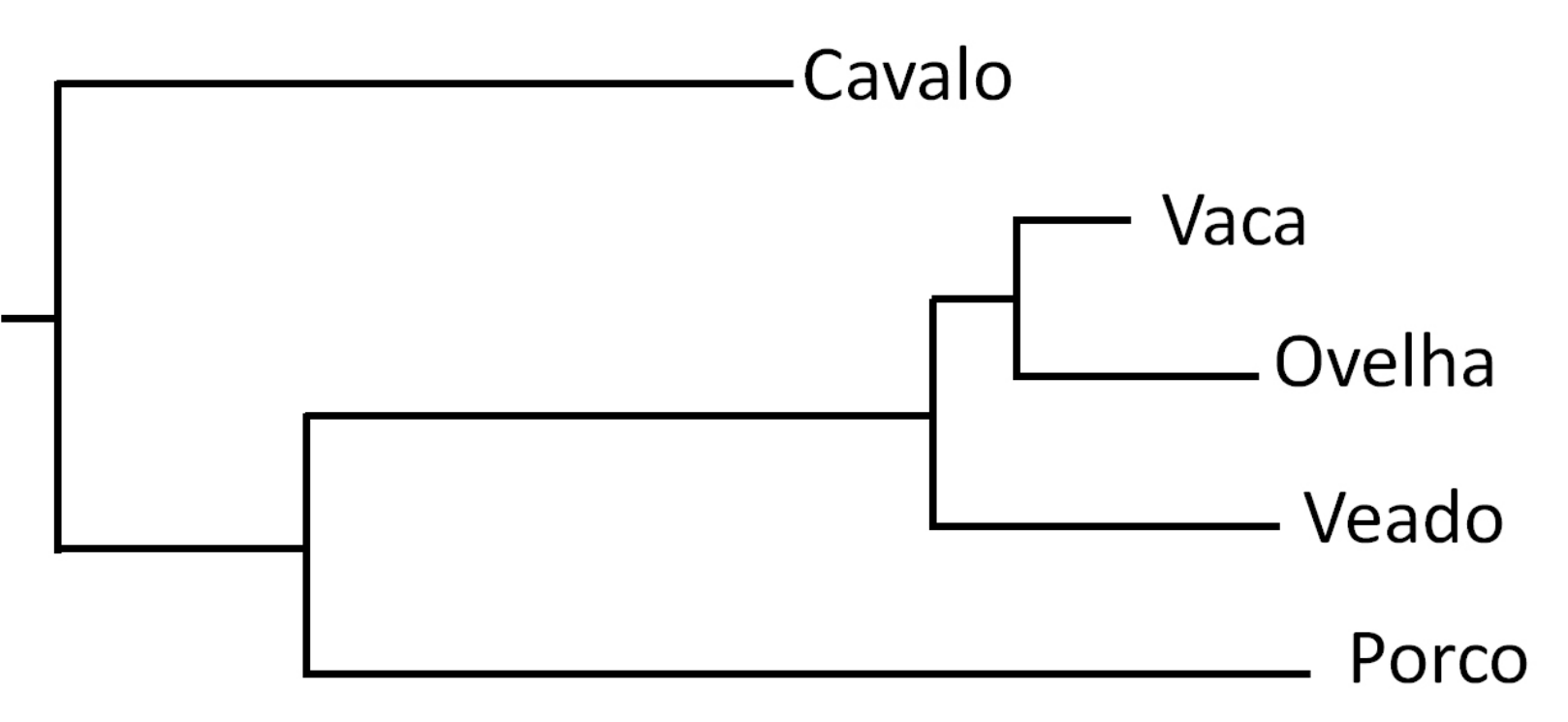 Árvore filogenética com ramos horizontais: de um nó basal saem o Cavalo (ramo longo) e um grupo que se divide em Porco (ramo longo) e um subgrupo com Veado (ramo médio) e o par Vaca (ramo bem curto) e Ovelha (ramo médio).