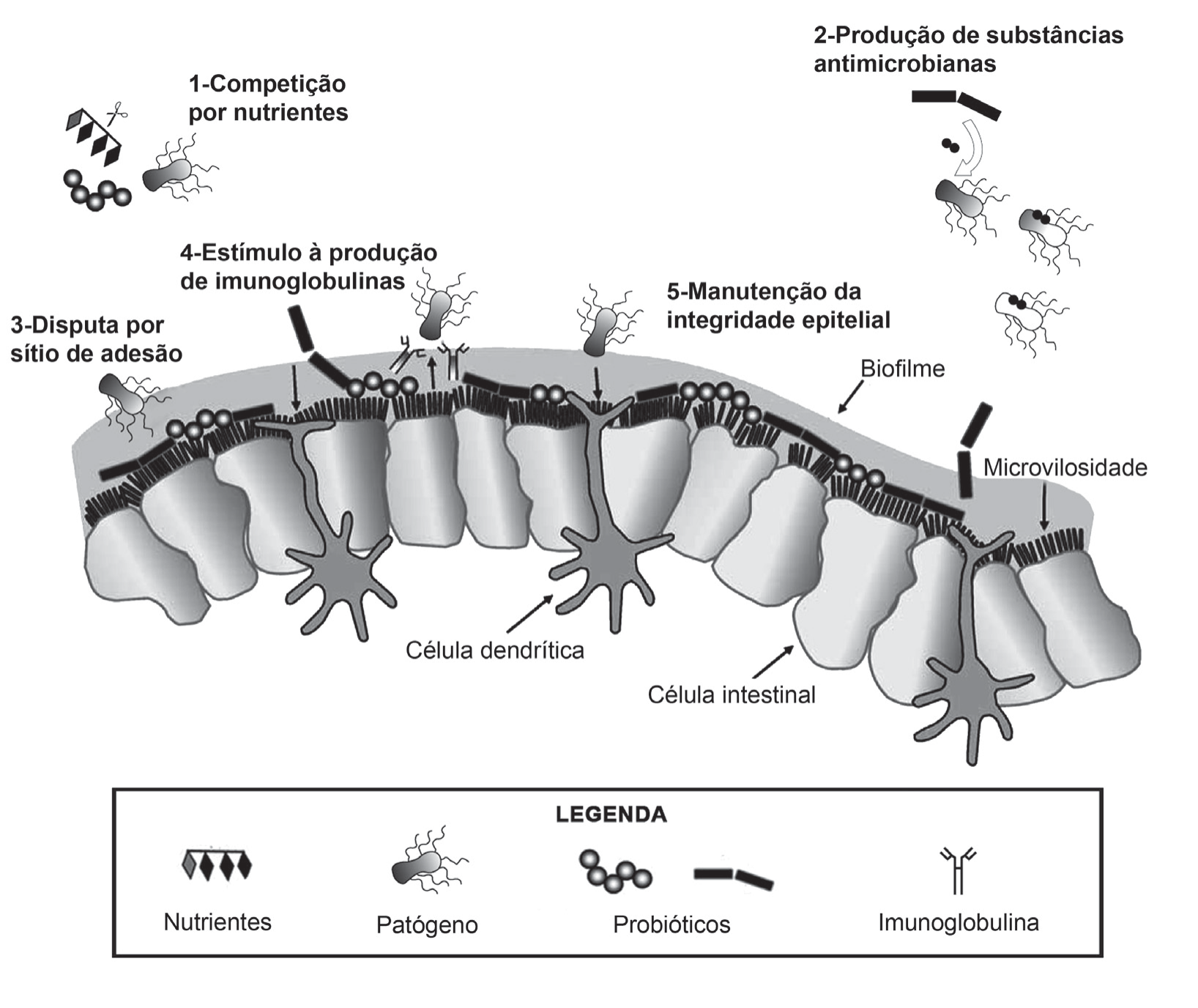 Ilustração do epitélio intestinal (células intestinais com microvilosidades e biofilme, células dendríticas por baixo) com cinco mecanismos numerados: 1 – Competição por nutrientes (probióticos e patógeno disputando nutrientes); 2 – Produção de substâncias antimicrobianas (probiótico liberando substância que atinge patógenos); 3 – Disputa por sítio de adesão (probióticos ocupando a superfície e impedindo o patógeno de aderir); 4 – Estímulo à produção de imunoglobulinas (probióticos junto a anticorpos em forma de Y); 5 – Manutenção da integridade epitelial (probióticos sobre o epitélio íntegro). Legenda: nutrientes (losangos), patógeno (bactéria com flagelos), probióticos (bastonetes e cocos), imunoglobulina (Y).