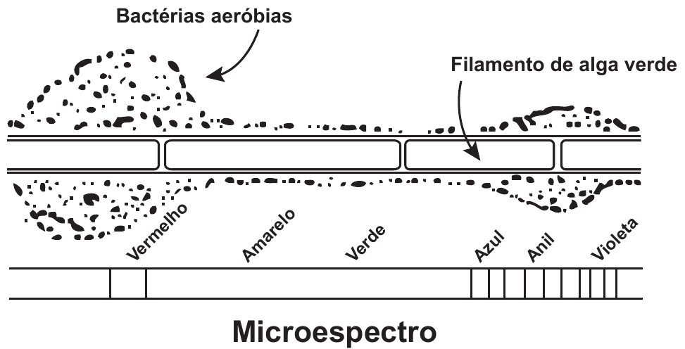 Esquema do experimento de Engelmann desenhado como numa lousa. Ao centro, um filamento de alga verde atravessa a figura na horizontal, identificado pelo rótulo Filamento de alga verde com seta. Em volta dele estão distribuídos pontinhos que representam as Bactérias aeróbias, também indicadas por seta. Os pontinhos aparecem bem concentrados nas extremidades esquerda e direita do filamento e ficam escassos na região central. Abaixo, uma barra horizontal representa o microespectro, dividida em faixas rotuladas, da esquerda para a direita, Vermelho, Amarelo, Verde, Azul, Anil e Violeta; sob a barra lê-se Microespectro.