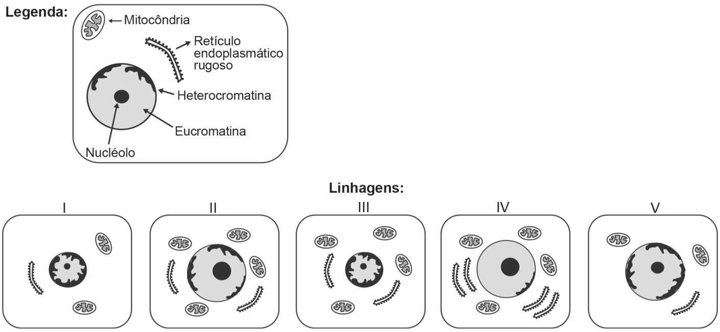 Legenda com os símbolos: mitocôndria (elipse com cristas), retículo endoplasmático rugoso (fita curva pontilhada de ribossomos), núcleo com heterocromatina (regiões escuras junto à membrana), eucromatina (área clara) e nucléolo (círculo escuro). Cinco células, I a V: I tem núcleo pequeno quase todo escuro (heterocromatina), nucléolo minúsculo, um segmento curto de retículo rugoso e duas mitocôndrias. II tem núcleo grande com bastante eucromatina e nucléolo grande, dois segmentos de retículo e quatro mitocôndrias. III tem núcleo pequeno escuro, nucléolo pequeno, dois segmentos curtos de retículo e três mitocôndrias. IV tem o maior núcleo, quase todo de eucromatina, nucléolo grande, cinco segmentos de retículo rugoso e quatro mitocôndrias. V tem núcleo grande com heterocromatina periférica, nucléolo médio, um segmento de retículo e duas mitocôndrias.
