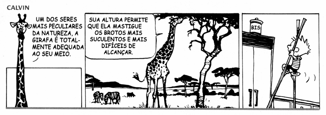Tirinha “Calvin” em três quadros. No primeiro, Calvin olha para uma girafa e diz que ela é um dos seres mais peculiares da natureza, totalmente adequada ao seu meio. No segundo, com a girafa comendo folhas de uma árvore alta na savana, ele completa que a altura dela permite mastigar os brotos mais suculentos e mais difíceis de alcançar. No terceiro, dentro de casa, o menino aparece equilibrado no alto de duas pernas de pau, com os braços estendidos para um pote rotulado “BIS” colocado sobre um armário alto.