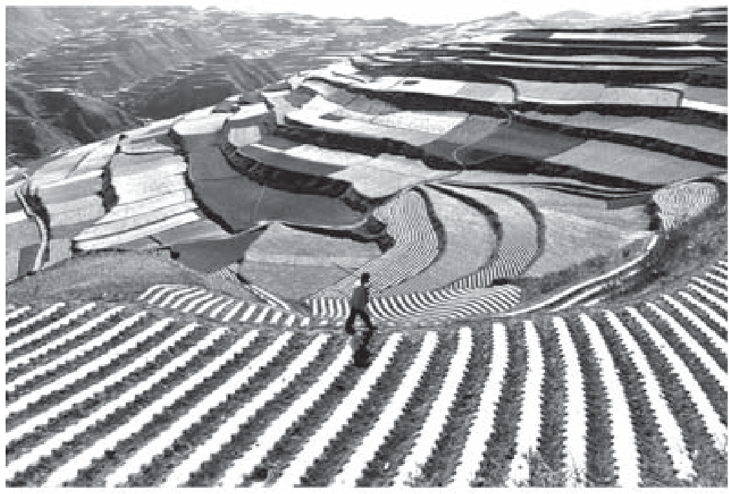Fotografia aérea em preto e branco de uma encosta cultivada: os campos são cortados em degraus (terraços) e as fileiras de plantio seguem curvas que acompanham o relevo; ao fundo, morros, e em primeiro plano uma pessoa caminha entre as fileiras curvas.