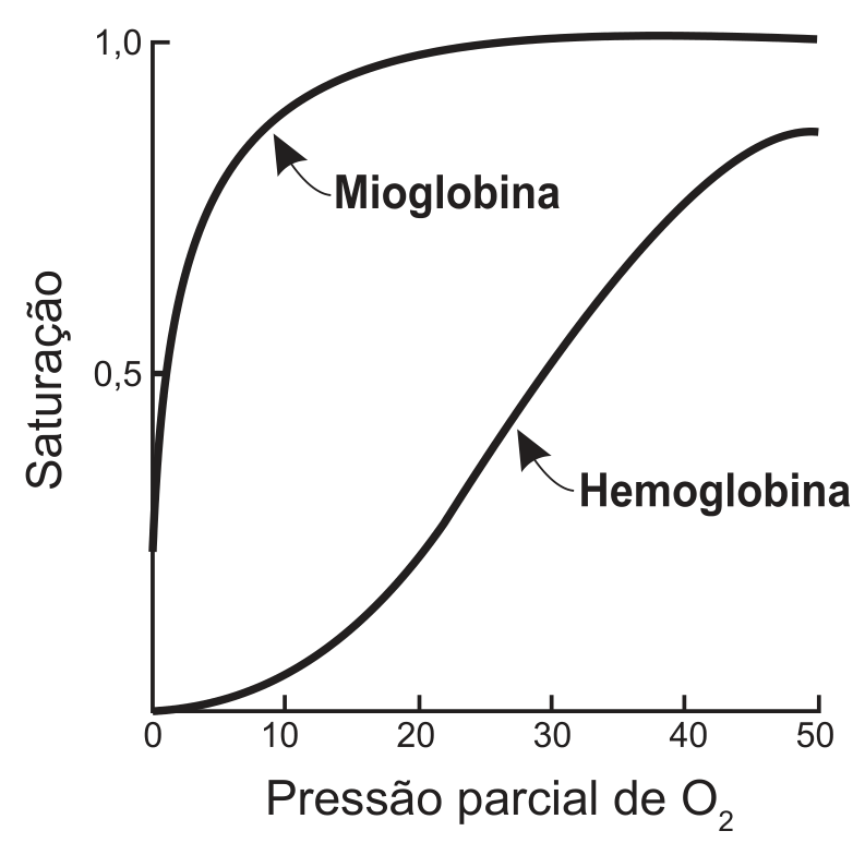 Gráfico de Saturação (eixo vertical, com marcas em 0,5 e 1,0) em função da Pressão parcial de O₂ (eixo horizontal, de 0 a 50, com marcas a cada 10). A curva da Mioglobina sobe muito rapidamente a partir de zero, ultrapassa 0,5 antes de pressão 5 e se aproxima de 1,0 já perto de pressão 10, mantendo-se praticamente no máximo até 50. A curva da Hemoglobina tem forma de S: começa próxima de zero, sobe lentamente até cerca de pressão 10, cresce mais rápido entre 20 e 40 (passando por 0,5 por volta de pressão 27) e chega a cerca de 0,9 em pressão 50.