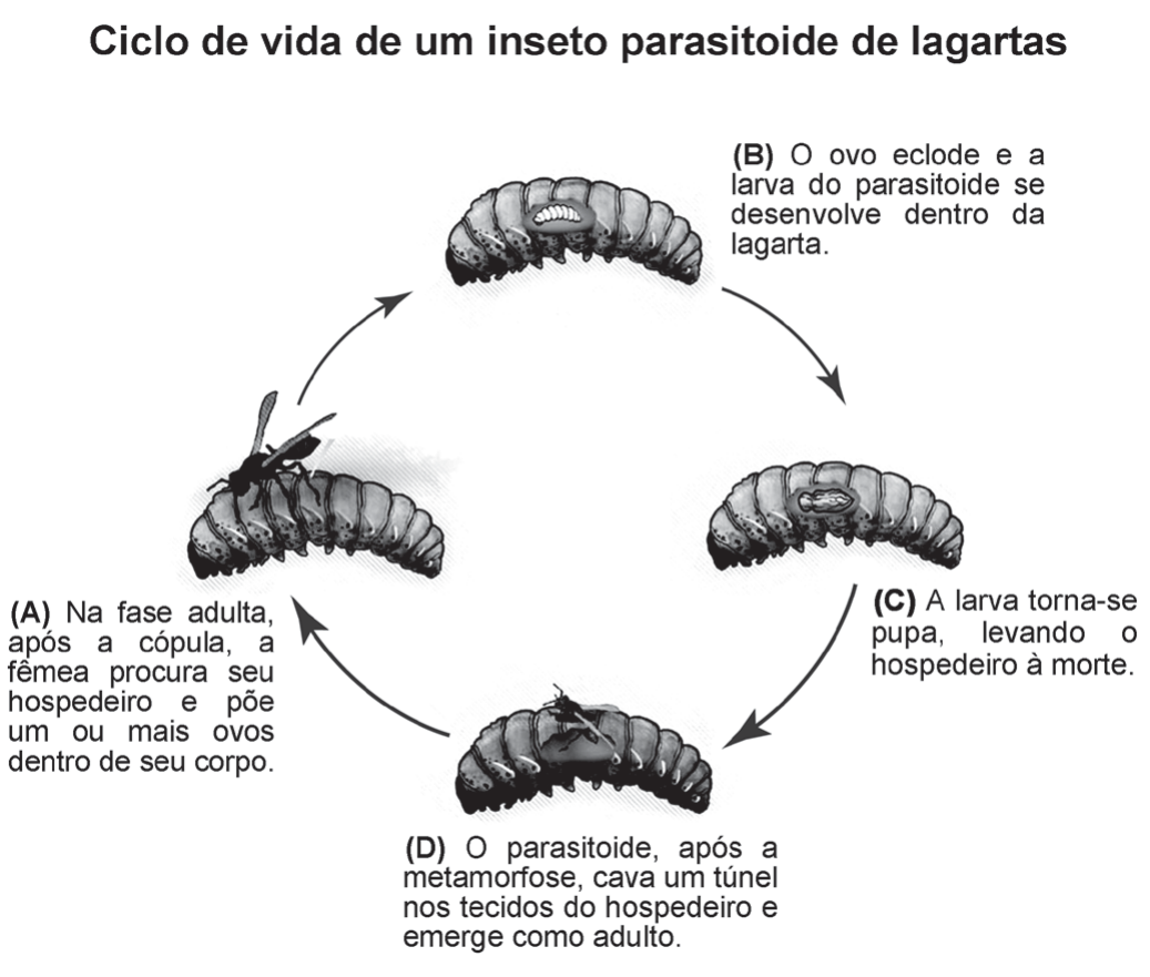 Ilustração intitulada Ciclo de vida de um inseto parasitoide de lagartas, com quatro etapas em círculo. (A) Na fase adulta, após a cópula, a fêmea procura seu hospedeiro e põe um ou mais ovos dentro de seu corpo: uma pequena vespa sobre uma lagarta. (B) O ovo eclode e a larva do parasitoide se desenvolve dentro da lagarta. (C) A larva torna-se pupa, levando o hospedeiro à morte. (D) O parasitoide, após a metamorfose, cava um túnel nos tecidos do hospedeiro e emerge como adulto.