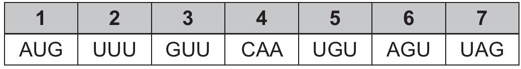 Tabela de sete códons numerados de 1 a 7, na ordem AUG, UUU, GUU, CAA, UGU, AGU e UAG.