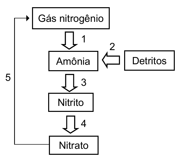 Diagrama do ciclo do nitrogênio com as caixas 'Gás nitrogênio', 'Amônia', 'Detritos', 'Nitrito' e 'Nitrato' ligadas por setas numeradas de 1 a 5: 1 de gás nitrogênio para amônia, 2 de detritos para amônia, 3 de amônia para nitrito, 4 de nitrito para nitrato e 5 de nitrato de volta ao gás nitrogênio.