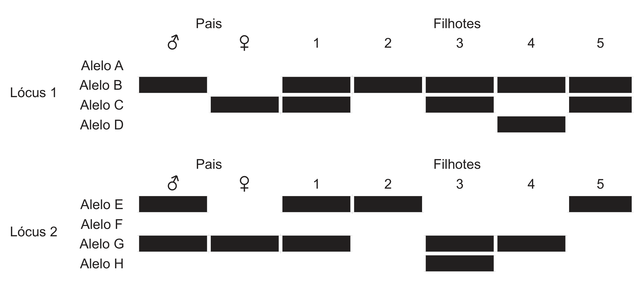 Esquema de dois géis de eletroforese, um para o Lócus 1 e outro para o Lócus 2. Em cada gel, as colunas são: Pais (macho ♂ e fêmea ♀) e Filhotes 1, 2, 3, 4 e 5; as linhas são os alelos, e uma barra preta indica a presença do alelo naquele indivíduo. Lócus 1 (alelos A, B, C, D): alelo A, nenhuma barra; alelo B, barras no macho e nos filhotes 1, 2, 3, 4 e 5; alelo C, barras na fêmea e nos filhotes 1, 3 e 5; alelo D, barra apenas no filhote 4. Lócus 2 (alelos E, F, G, H): alelo E, barras no macho e nos filhotes 1, 2 e 5; alelo F, nenhuma barra; alelo G, barras no macho, na fêmea e nos filhotes 1, 3 e 4; alelo H, barra apenas no filhote 3.
