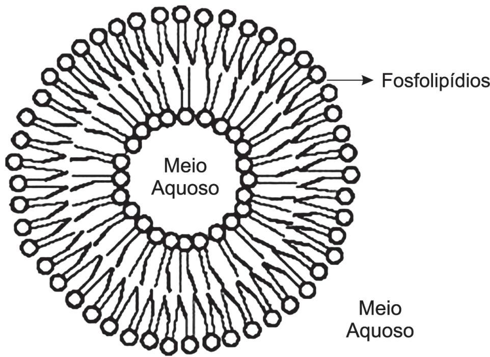 Esquema de um lipossomo em corte: um anel formado por duas camadas de fosfolipídios, cada um desenhado como uma bolinha (cabeça) com duas caudas onduladas; as cabeças da camada externa apontam para fora, as da camada interna para dentro, e as caudas ficam entre as duas camadas. Rótulos: "Fosfolipídios" com seta para uma cabeça, "Meio Aquoso" no centro e "Meio Aquoso" fora.