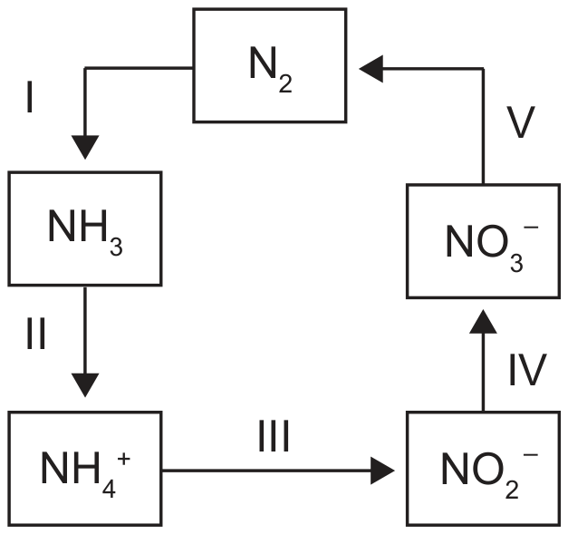 Esquema com cinco caixas ligadas por setas numeradas: N₂ no topo; seta I desce para NH₃; seta II desce de NH₃ para NH₄⁺; seta III vai de NH₄⁺ para NO₂⁻; seta IV sobe de NO₂⁻ para NO₃⁻; seta V vai de NO₃⁻ de volta ao N₂.