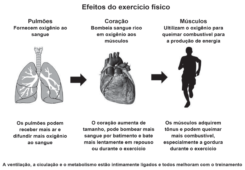 Infográfico intitulado "Efeitos do exercício físico", com três colunas ligadas por setas: Pulmões (fornecem oxigênio ao sangue; desenho dos pulmões; "os pulmões podem receber mais ar e difundir mais oxigênio ao sangue"), Coração (bombeia sangue rico em oxigênio aos músculos; desenho do coração; "o coração aumenta de tamanho, pode bombear mais sangue por batimento e bate mais lentamente em repouso ou durante o exercício") e Músculos (utilizam o oxigênio para queimar combustível para a produção de energia; silhueta de corredor; "os músculos adquirem tônus e podem queimar mais combustível, especialmente a gordura, durante o exercício"). Legenda: "A ventilação, a circulação e o metabolismo estão intimamente ligados e todos melhoram com o treinamento".