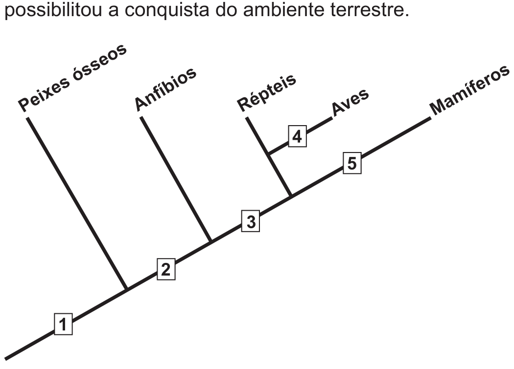 Cladograma em traço preto. Uma linha principal sobe em diagonal, da esquerda para a direita, e termina no grupo Mamíferos. Dela partem, em sequência, ramos para Peixes ósseos, Anfíbios e Répteis; do ramo dos Répteis sai um ramo lateral para Aves. Cinco números em quadrados marcam pontos da árvore: 1 na base da linha principal, antes do ramo dos peixes ósseos; 2 na linha principal, entre os ramos dos peixes ósseos e dos anfíbios; 3 entre os ramos dos anfíbios e dos répteis; 4 no ramo lateral que leva às aves; 5 na linha principal, depois do ramo dos répteis, no trecho que leva aos mamíferos.