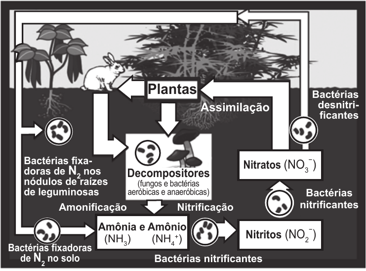 Esquema do ciclo do nitrogênio. À esquerda, bactérias fixadoras de N₂ nos nódulos de raízes de leguminosas e bactérias fixadoras de N₂ no solo. Plantas e um animal aparecem acima dos decompositores, identificados como fungos e bactérias aeróbicas e anaeróbicas. A amonificação conduz a amônia, NH₃, e amônio, NH₄⁺. Na sequência indicada por setas, a nitrificação por bactérias nitrificantes conduz a nitritos, NO₂⁻, e depois a nitratos, NO₃⁻. Dos nitratos, uma seta de assimilação vai para as plantas e outra passa por bactérias desnitrificantes, à direita, retornando pela parte superior do ciclo.