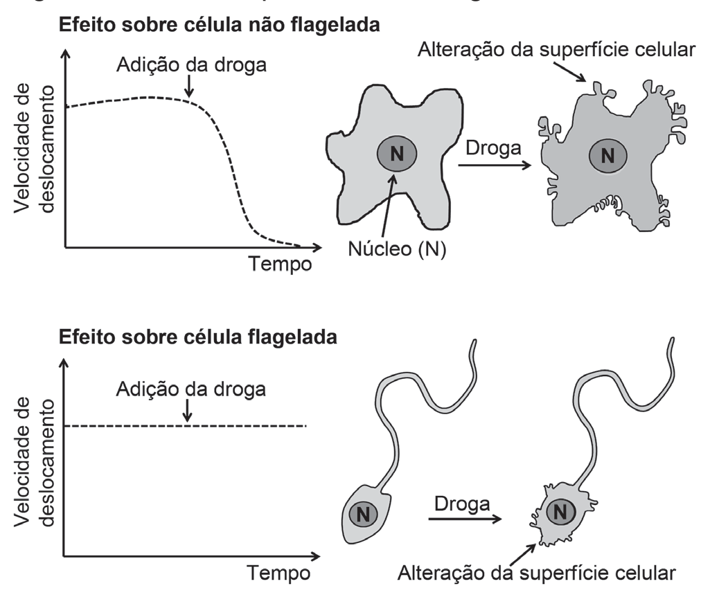 Figura com dois painéis. Painel superior, "Efeito sobre célula não flagelada": à esquerda, gráfico de velocidade de deslocamento em função do tempo, em que a curva tracejada se mantém alta e, depois do ponto marcado "Adição da droga", cai até próximo de zero; à direita, o desenho de uma célula de contorno irregular com o núcleo (N) indicado e, após a seta "Droga", a mesma célula com a superfície coberta de pequenas protuberâncias, marcada como "Alteração da superfície celular". Painel inferior, "Efeito sobre célula flagelada": à esquerda, gráfico de velocidade de deslocamento em função do tempo em que a linha tracejada permanece constante antes e depois da "Adição da droga"; à direita, o desenho de uma célula com um flagelo longo e o núcleo (N) e, após a seta "Droga", a mesma célula com o corpo de superfície alterada, apontada como "Alteração da superfície celular", e o flagelo íntegro.